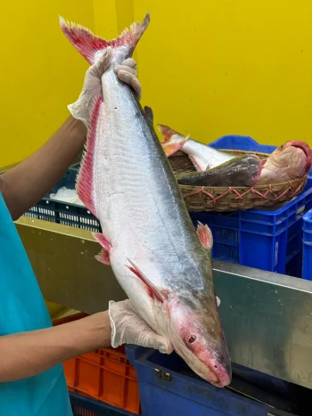 প্রিমিয়াম ফ্রেশ নদীর পাঙ্গাস মাছ | Fresh Premium River Pangas Fish (নদীর পাঙ্গাস মাছ)