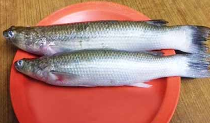 প্রিমিয়াম ফ্রেশ খরশুলা মাছ | Fresh Premium Khorshula Fish (খরশুলা মাছ) - Image 3