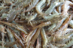 প্রিমিয়াম ফ্রেশ হরিনা চিংড়ি | Fresh Premium Horina Shrimp (হরিনা চিংড়ি)