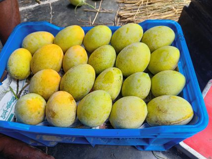 প্রিমিয়াম ফ্রেশ গোপালভোগ আম | Fresh Premium Gopalbhog Mango (গোপালভোগ আম) - Image 3