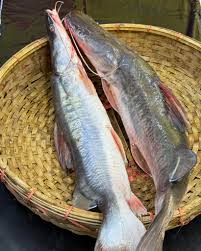 প্রিমিয়াম ফ্রেশ আইড় মাছ অনলাইনে কিনুন | Fresh Air Fish Bangladesh