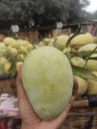 প্রিমিয়াম ফ্রেশ আশ্বিনা আম | Fresh Premium Ashwina Mango (আশ্বিনা আম)