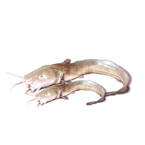 প্রিমিয়াম ফ্রেশ কাইন মাগুর মাছ | Fresh Premium Kain Magur Fish (কাইন মাগুর মাছ) - Image 3