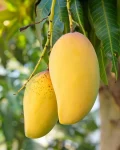 প্রিমিয়াম ফ্রেশ কাটিমন আম | Fresh Premium Katimon Mango (কাটিমন আম)