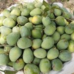প্রিমিয়াম ফ্রেশ ক্ষীরসাপাত আম | Fresh Premium Khirsapat Mango (ক্ষীরসাপাত আম)