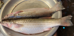 প্রিমিয়াম ফ্রেশ খরশুলা মাছ | Fresh Premium Khorshula Fish (খরশুলা মাছ)