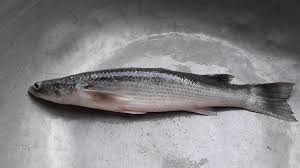 প্রিমিয়াম ফ্রেশ খরশুলা মাছ | Fresh Premium Khorshula Fish (খরশুলা মাছ) - Image 2