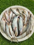 প্রিমিয়াম ফ্রেশ গুলশা মাছ | Fresh Premium Gulsha Fish (গুলশা মাছ)