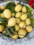 প্রিমিয়াম ফ্রেশ গৌরমতি আম | Fresh Premium Gourmati Mango (গৌরমতি আম)