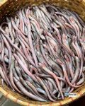 প্রিমিয়াম ফ্রেশ চেউয়া মাছ | Fresh Premium Cheua Fish (চেউয়া মাছ)