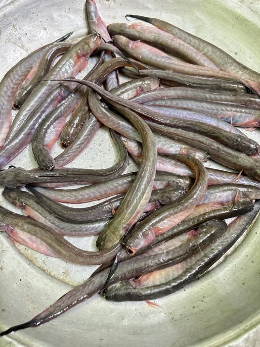 প্রিমিয়াম ফ্রেশ চেউয়া মাছ | Fresh Premium Cheua Fish (চেউয়া মাছ) - Image 3