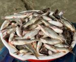প্রিমিয়াম ফ্রেশ ট্যাংরা মাছ | Fresh Premium Tangra Fish (ট্যাংরা মাছ)