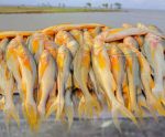 প্রিমিয়াম ফ্রেশ তপসে মাছ | Fresh Premium Topse Fish (তপসে মাছ)