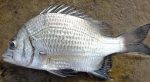 প্রিমিয়াম ফ্রেশ দাতিনা মাছ | Fresh Premium Datina Fish (দাতিনা মাছ)