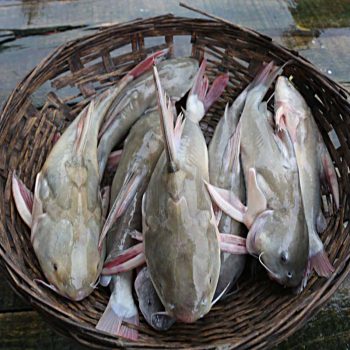 প্রিমিয়াম ফ্রেশ নদীর রিঠা মাছ | Fresh Premium River Ritha Fish (নদীর রিঠা মাছ)