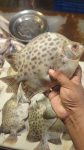 প্রিমিয়াম ফ্রেশ পায়রা মাছ অনলাইনে কিনুন | Fresh Payra Fish Bangladesh