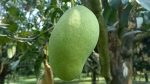 প্রিমিয়াম ফ্রেশ ফজলি আম | Fresh Premium Fazli Mango (ফজলি আম)