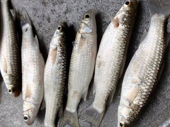 প্রিমিয়াম ফ্রেশ ফাইসা মাছ | Fresh Premium Faisa Fish (ফাইসা মাছ)