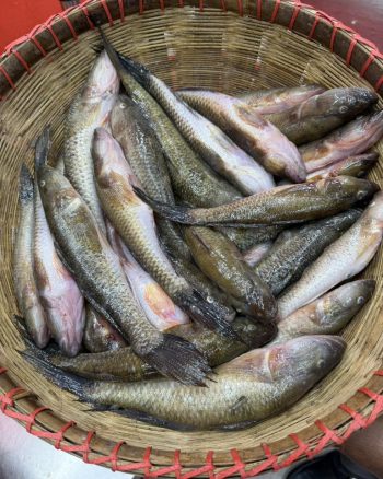 প্রিমিয়াম ফ্রেশ বেলে মাছ | Fresh Premium Bele Fish (বেলে মাছ)