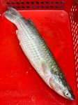 প্রিমিয়াম ফ্রেশ ভাংগন মাছ | Fresh Premium Vangan Fish (ভাংগন মাছ)