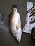 প্রিমিয়াম ফ্রেশ ভেটকি মাছ | Fresh Premium Vetki Fish (ভেটকি মাছ)