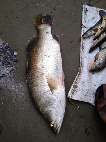 প্রিমিয়াম ফ্রেশ ভেটকি মাছ | Fresh Premium Vetki Fish (ভেটকি মাছ)