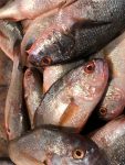 তাজা ভোলা মাছ | Premium Fresh Bhola Fish (ভোলা মাছ)