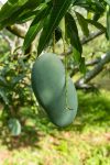 প্রিমিয়াম ফ্রেশ মল্লিকা আম | Fresh Premium Mallika Mango (মল্লিকা আম)