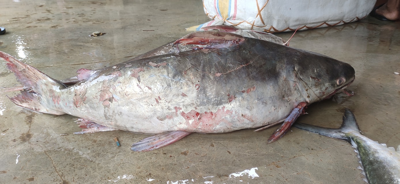 প্রিমিয়াম ফ্রেশ মেদ মাছ | Fresh Premium Med Fish (মেদ মাছ) - Image 3