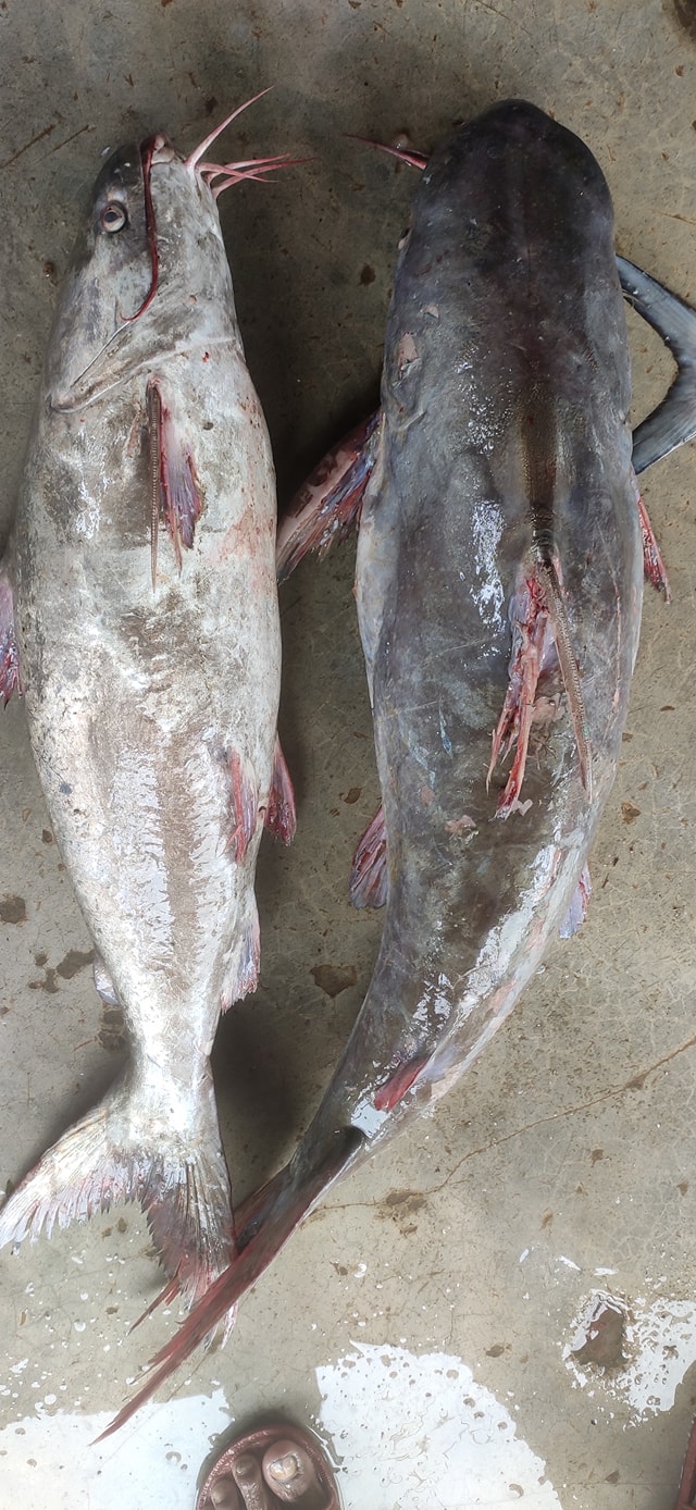 প্রিমিয়াম ফ্রেশ মেদ মাছ | Fresh Premium Med Fish (মেদ মাছ) - Image 2