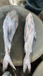 প্রিমিয়াম ফ্রেশ মেদ মাছ | Fresh Premium Med Fish (মেদ মাছ)