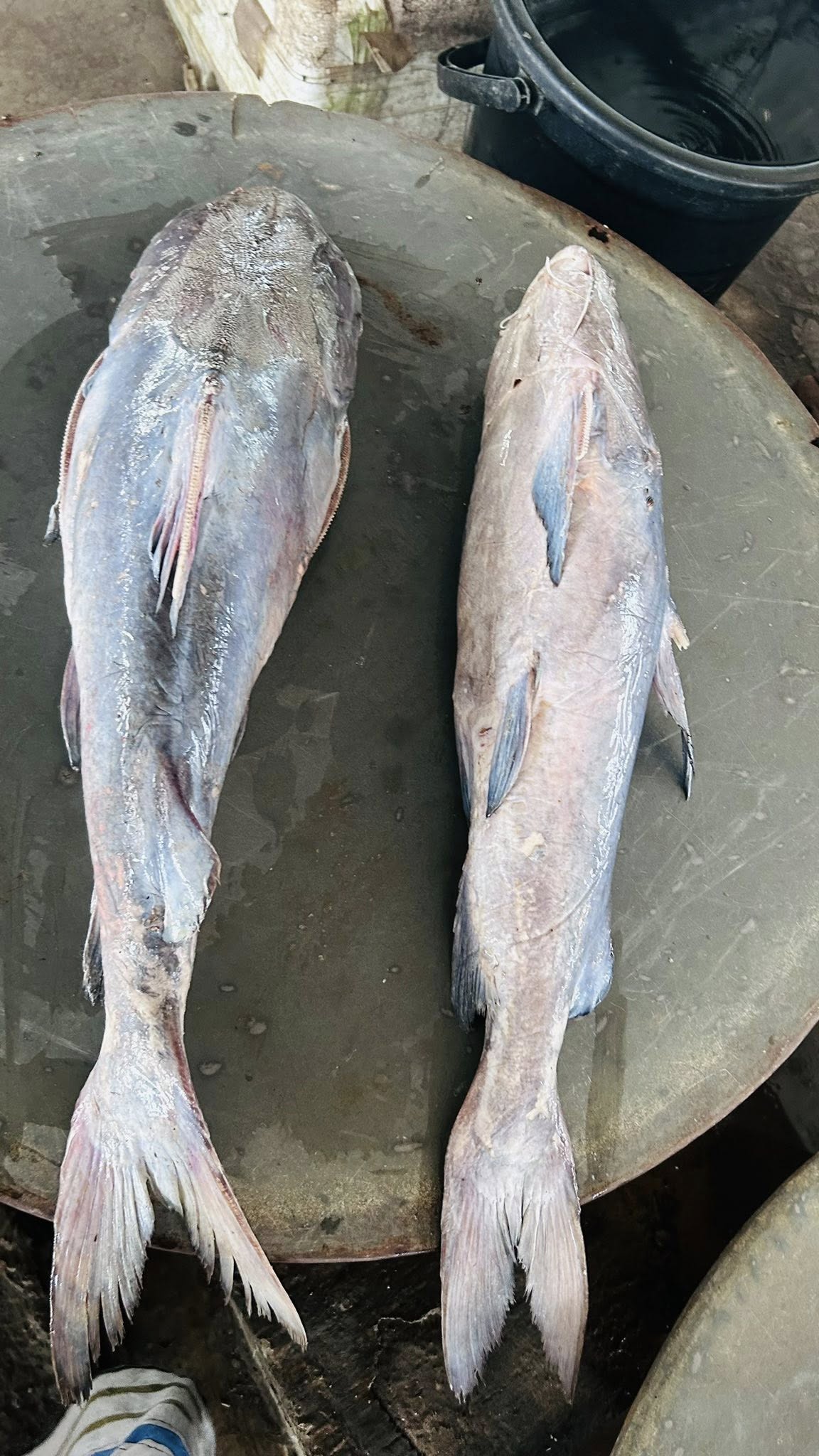 প্রিমিয়াম ফ্রেশ মেদ মাছ | Fresh Premium Med Fish (মেদ মাছ)