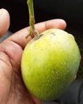 প্রিমিয়াম ফ্রেশ রানীপছন্দ আম | Fresh Premium Ranipochondo Mango (রানীপছন্দ আম)