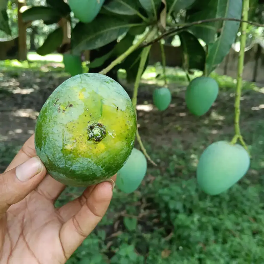 প্রিমিয়াম ফ্রেশ রানীপছন্দ আম | Fresh Premium Ranipochondo Mango (রানীপছন্দ আম) - Image 2