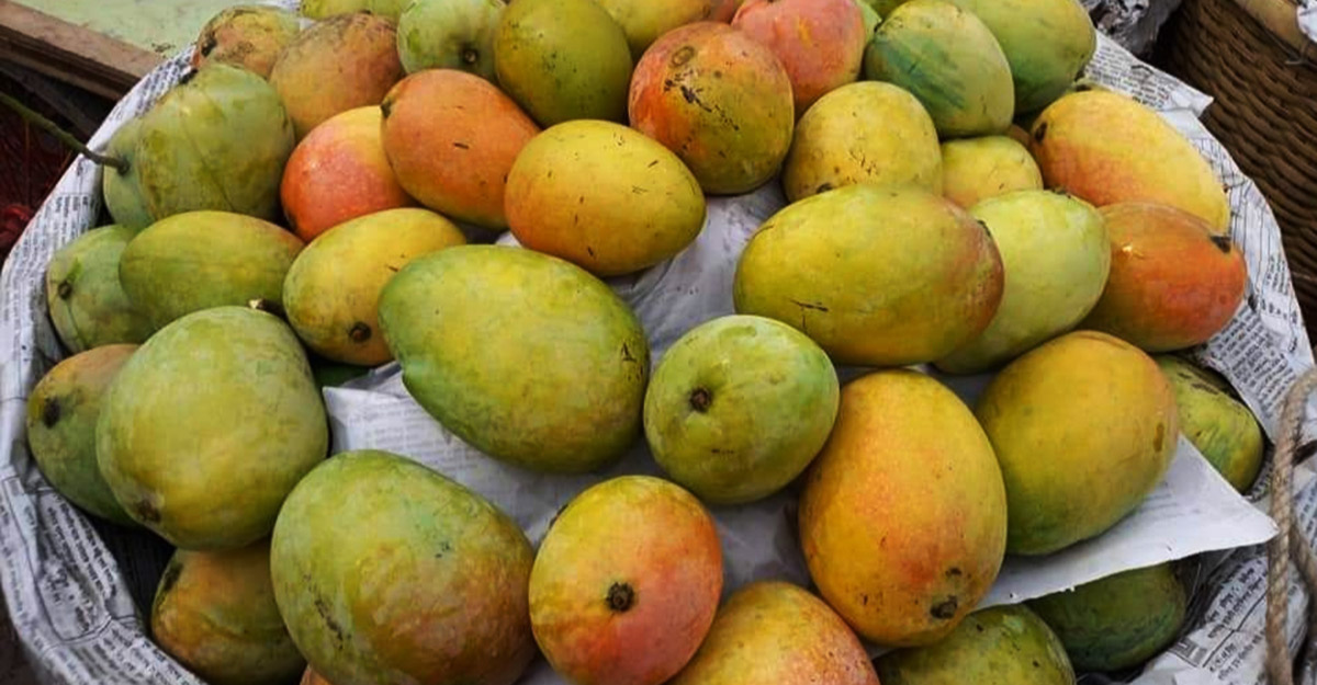 প্রিমিয়াম ফ্রেশ লক্ষণভোগ আম | Fresh Premium Lakshonbhog Mango (লক্ষণভোগ আম) - Image 2