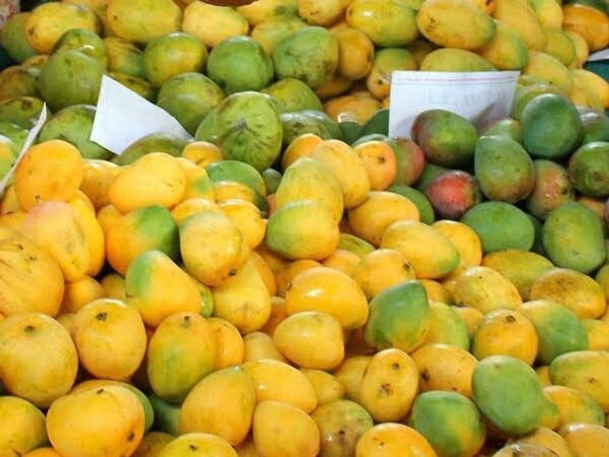 প্রিমিয়াম ফ্রেশ লক্ষণভোগ আম | Fresh Premium Lakshonbhog Mango (লক্ষণভোগ আম) - Image 3