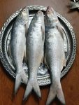 প্রিমিয়াম ফ্রেশ লাক্ষা মাছ | Fresh Premium Laksha Fish (লাক্ষা মাছ)