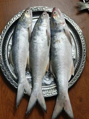 প্রিমিয়াম ফ্রেশ লাক্ষা মাছ | Fresh Premium Laksha Fish (লাক্ষা মাছ)