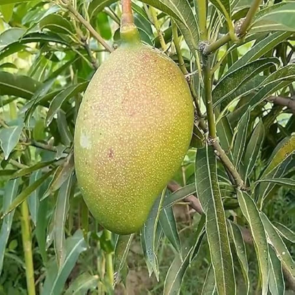 প্রিমিয়াম ফ্রেশ সুবর্ণরেখা আম | Fresh Premium Subarnarekha Mango (সুবর্ণরেখা আম) - Image 2