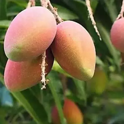 প্রিমিয়াম ফ্রেশ সুবর্ণরেখা আম | Fresh Premium Subarnarekha Mango (সুবর্ণরেখা আম) - Image 3