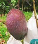 প্রিমিয়াম ফ্রেশ সুবর্ণরেখা আম | Fresh Premium Subarnarekha Mango (সুবর্ণরেখা আম)