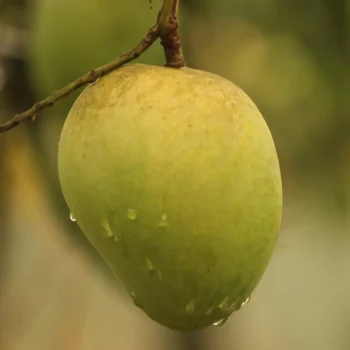 প্রিমিয়াম ফ্রেশ হারিভাঙ্গা আম | Fresh Premium Haribhanga Mango (হারিভাঙ্গা আম)